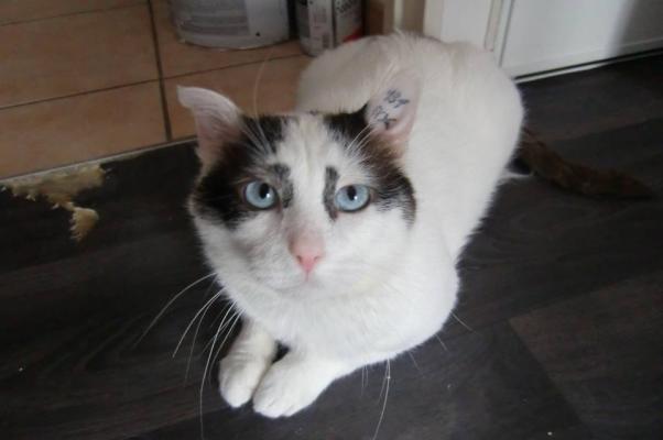 Azur (FIV+)