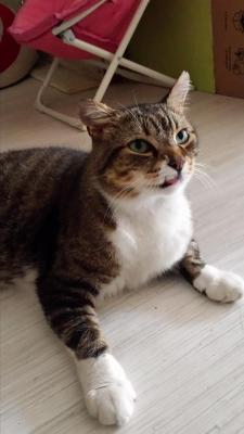 Mellio (FIV+)