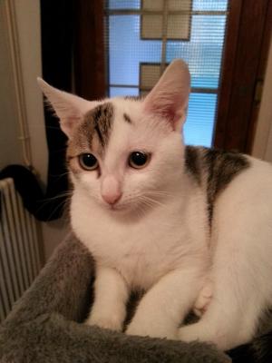 Kalya