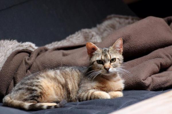 Tika