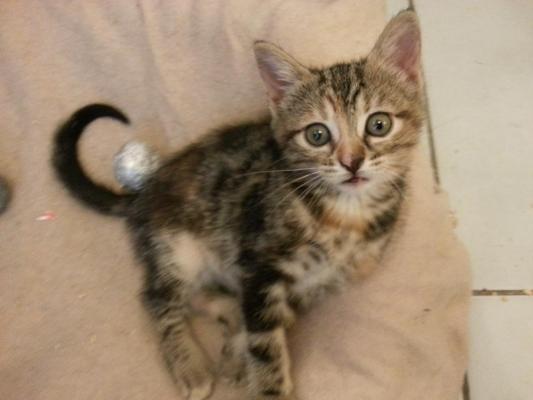 Mitsy