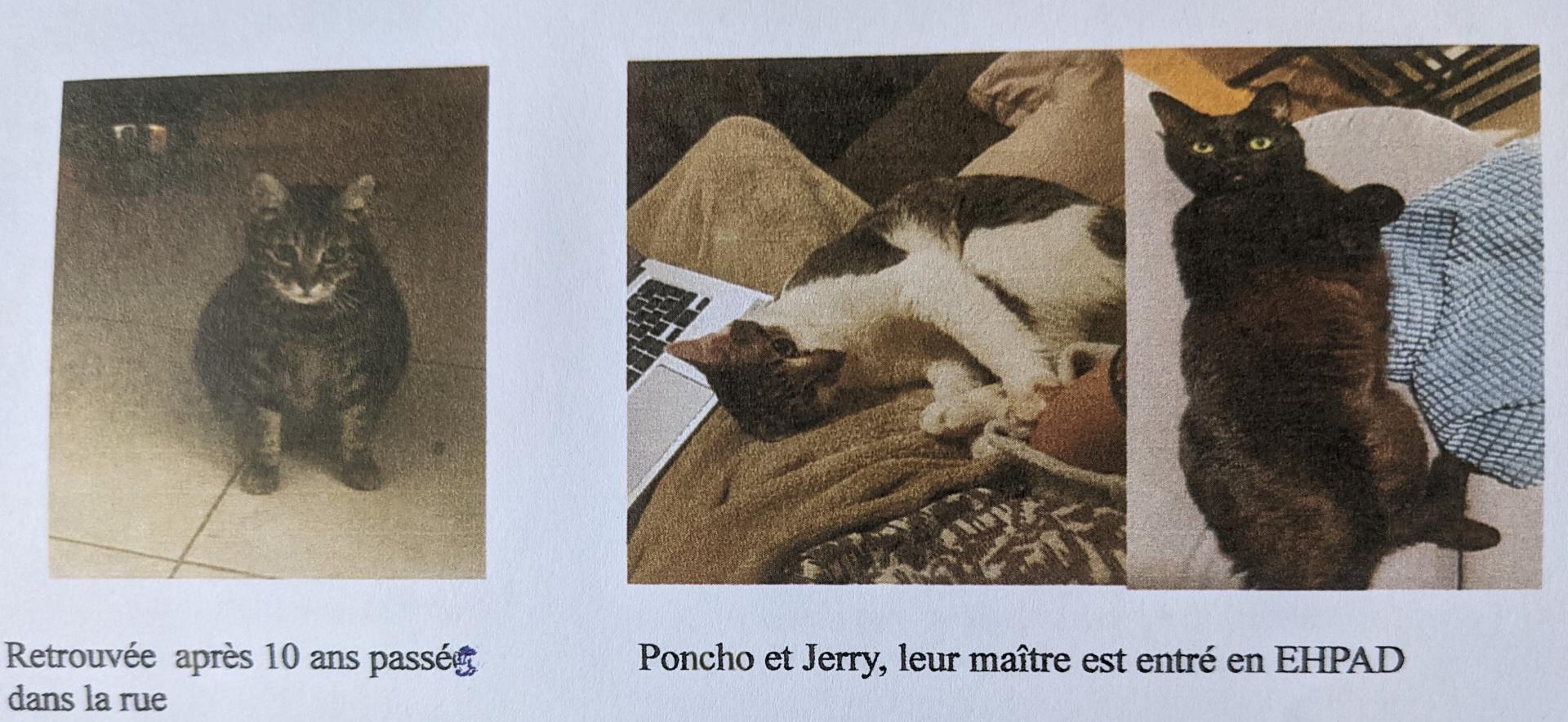 poncho - jerry