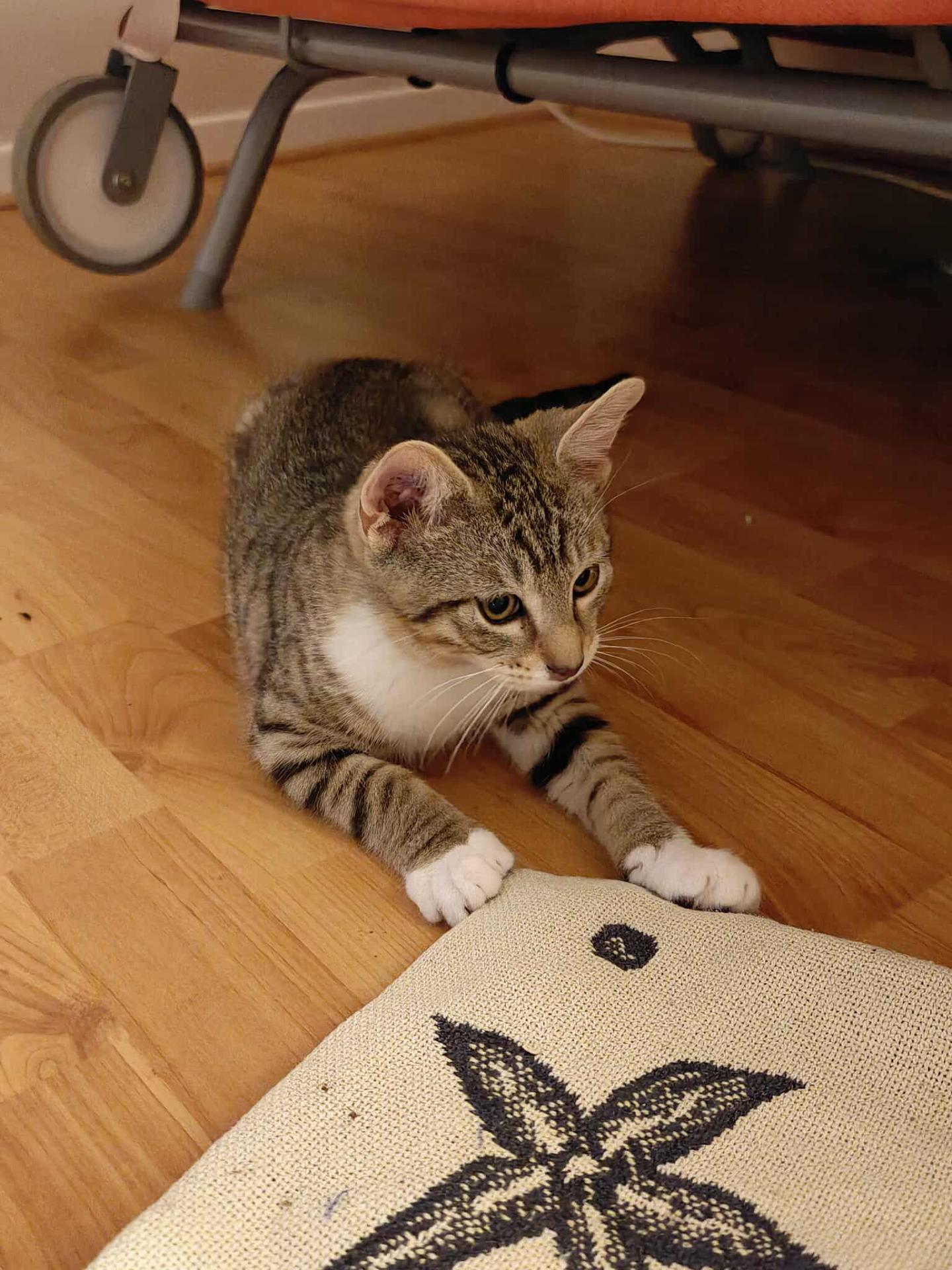 Kobé