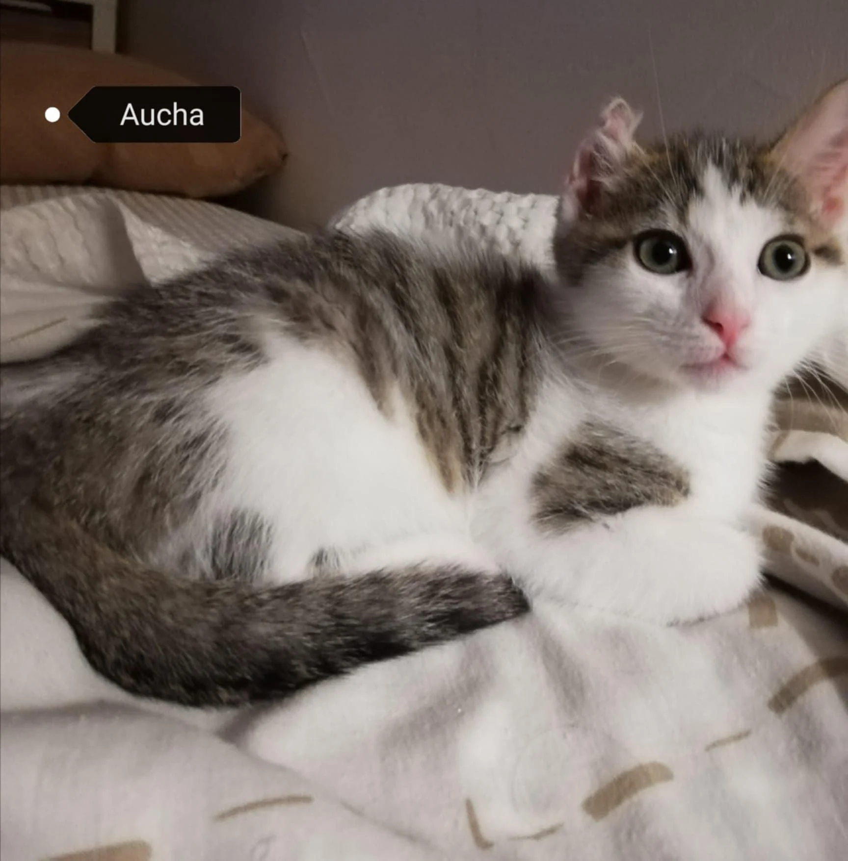 Aucha