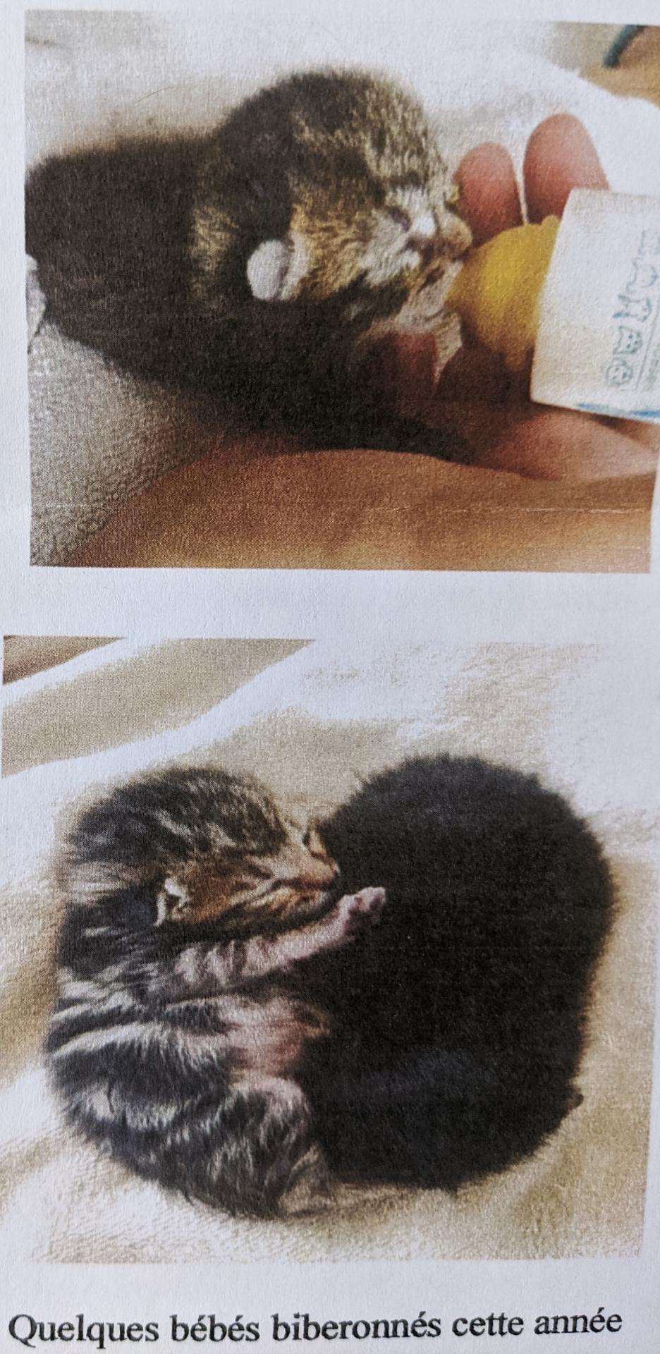 bébés biberonnés