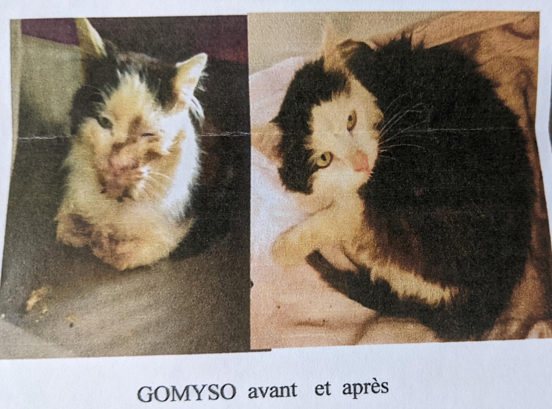Guizmo avant/après
