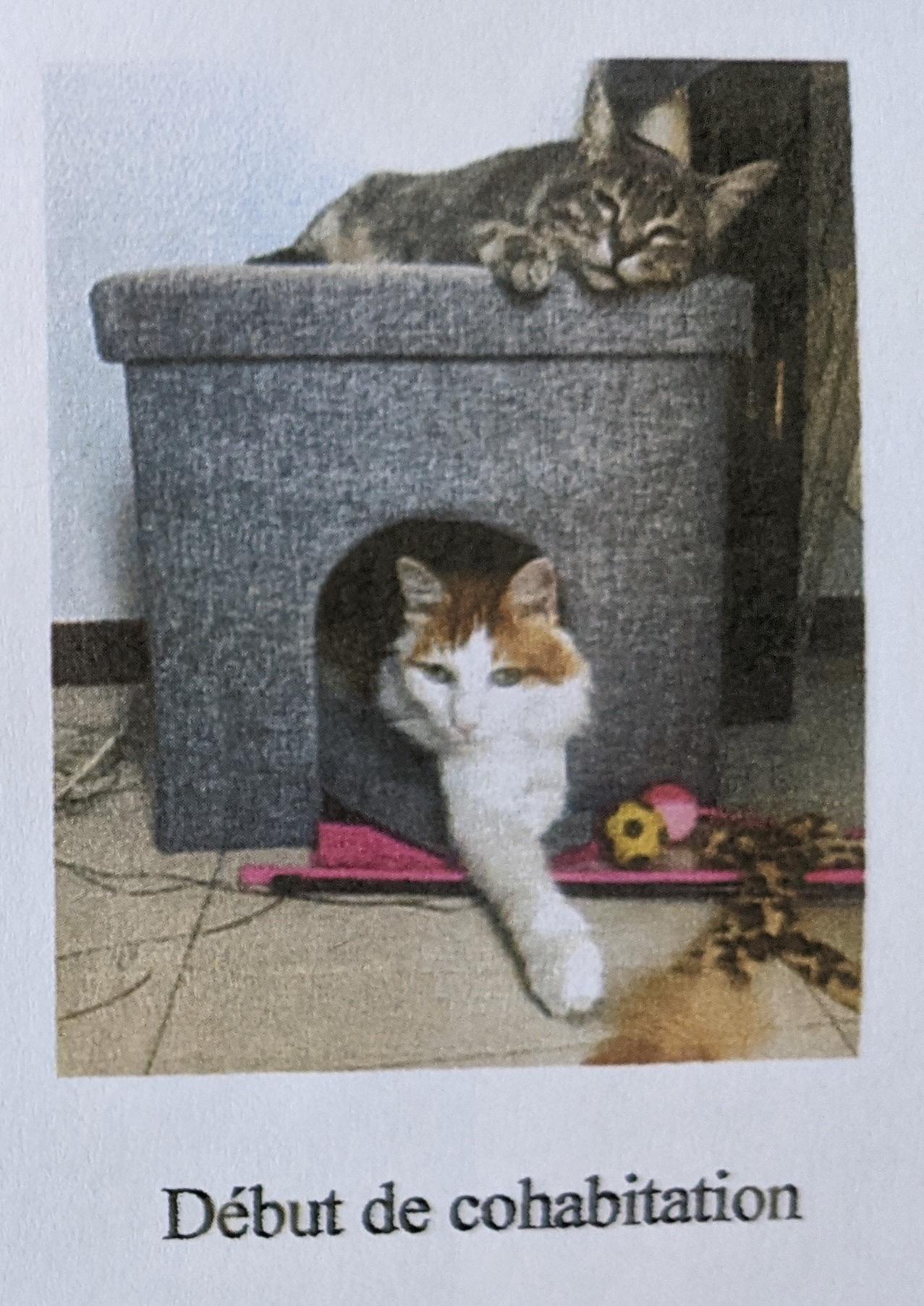 début de cohabitation