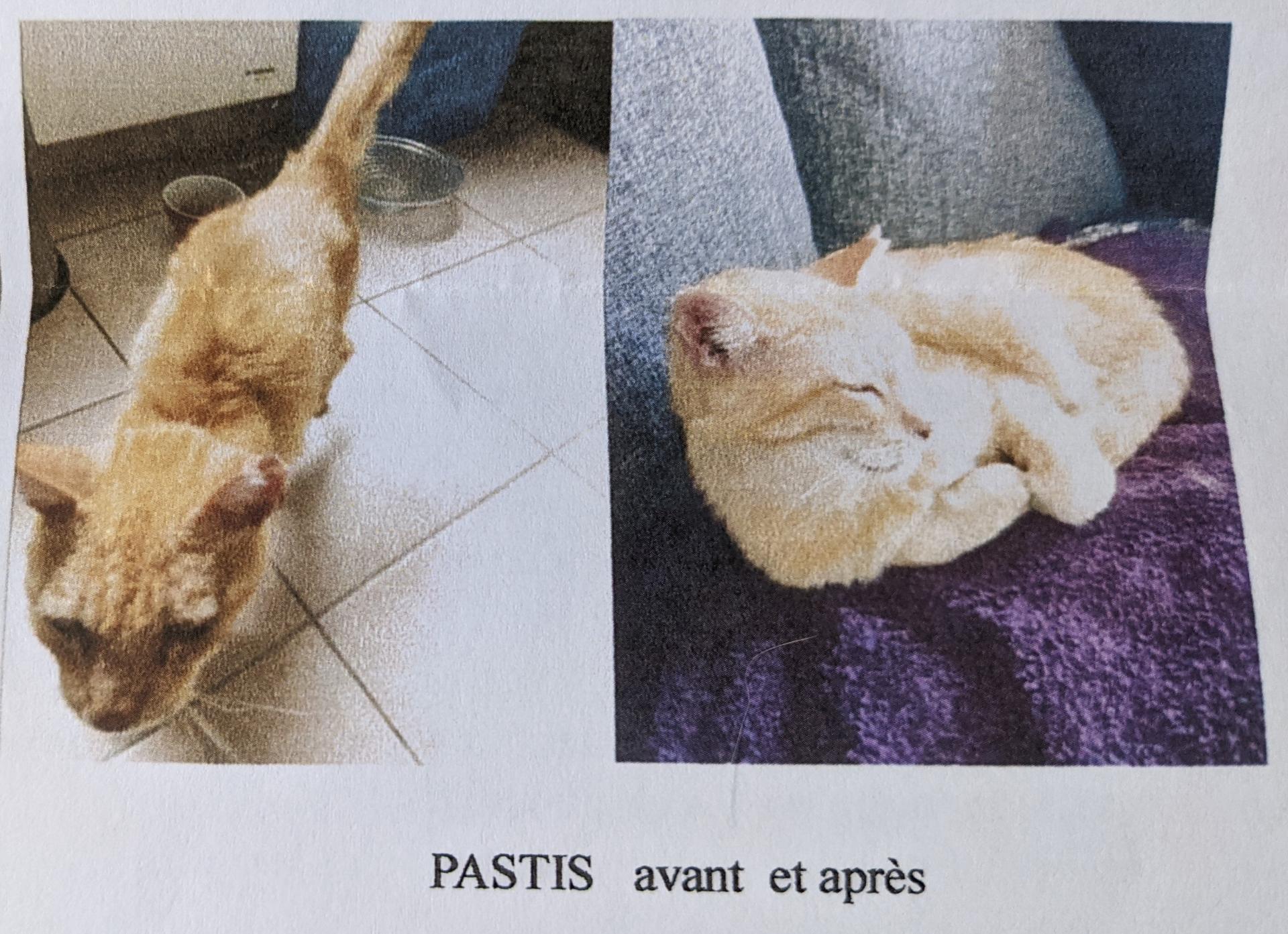 pastis